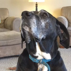 Meet your Posher, Lily